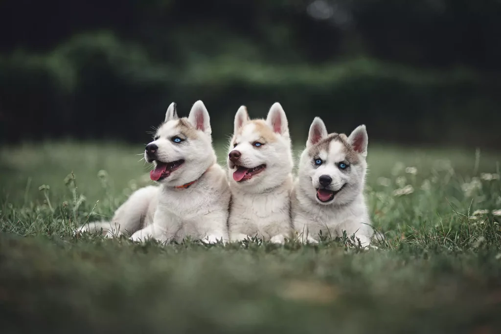 Séance d'éducation canine pour votre chien : Séance collective - chiot de moins 4 mois - Simurgh