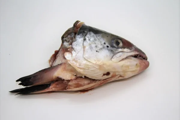 BARF tête saumon poisson
