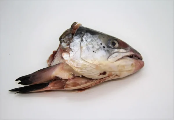 BARF tête saumon poisson