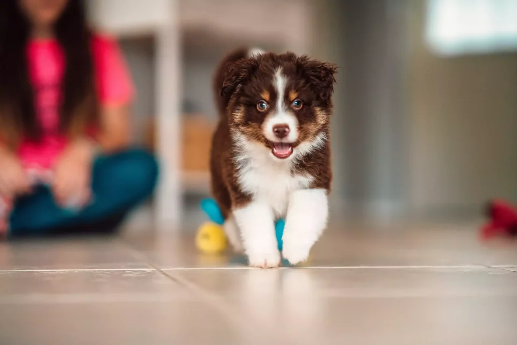 Séance d'éducation canine pour votre chien : Séance individuelle à domicile - chiot de moins 4 mois - Simurgh