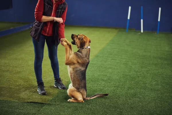 Éducation canine avec Simurgh : séance individuelle dans nos locaux pour votre chiot de plus de 4 mois ou votre chien adulte