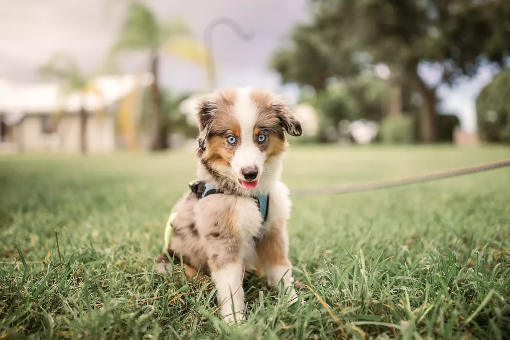 Séance d'éducation canine pour votre chien : Séance individuelle dans nos locaux - chiot de moins 4 mois - Simurgh